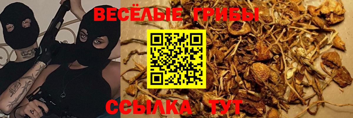 Кисловодск  Псилоцибиновые грибы Psilocybine cubensis  Вход с VPN 